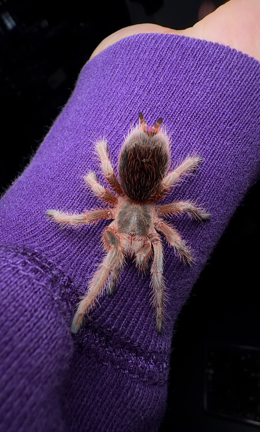 🎁 Free With Orders $650+ - Grammostola rosea RCF - 2 Yr old Unsexed Juvenile