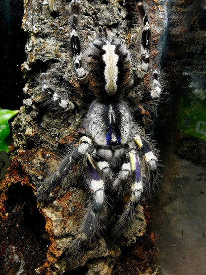 Poecilotheria Bundle - P. Metallica + P. Formosa + P. Regalis!