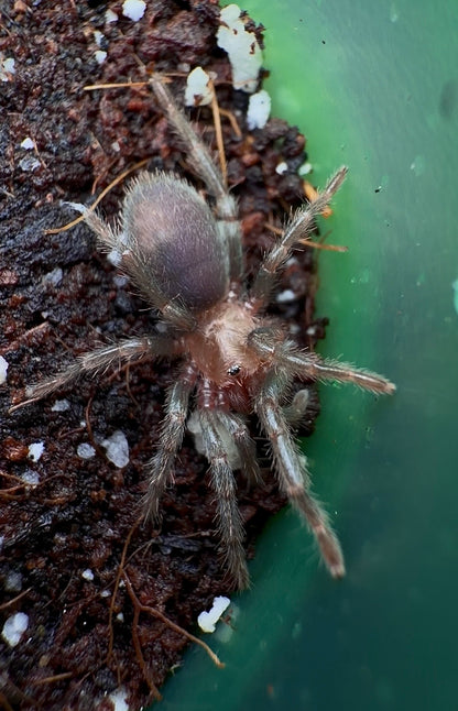Juvenile Thrixopelma sp. golden blue for sale 