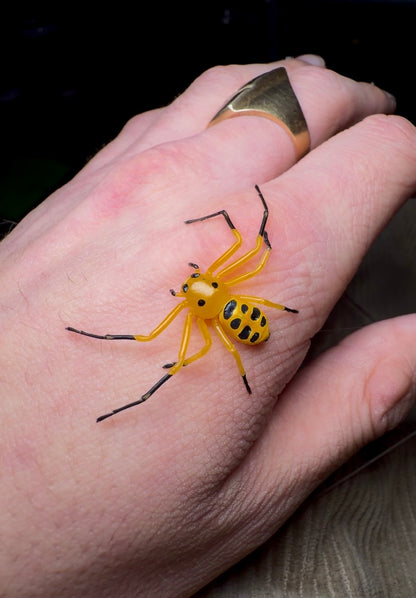 Young adult female Pikachu Crab Spider for sale 