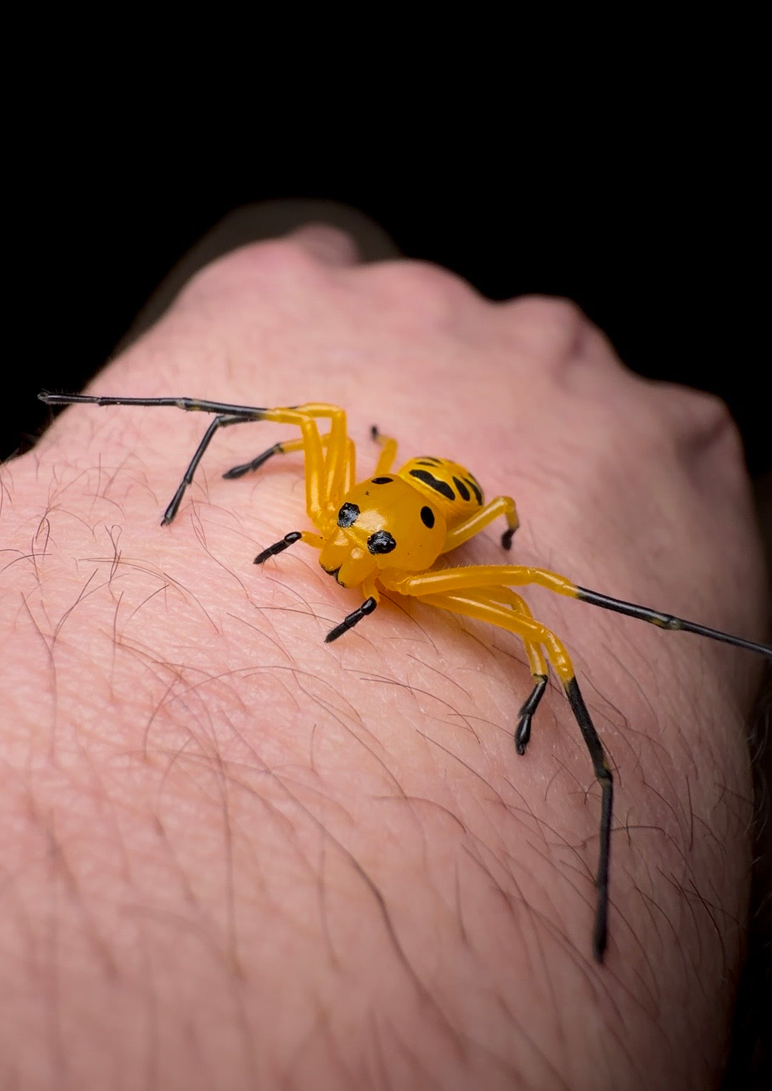 Eight spotted crab spider on hand dark background 