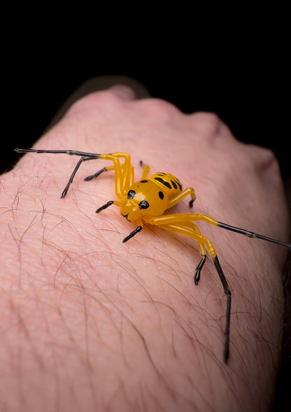 Eight spotted crab spider on hand dark background 