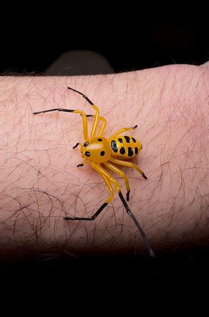 Pikachu crab spider on arm - captive bred young adult female 