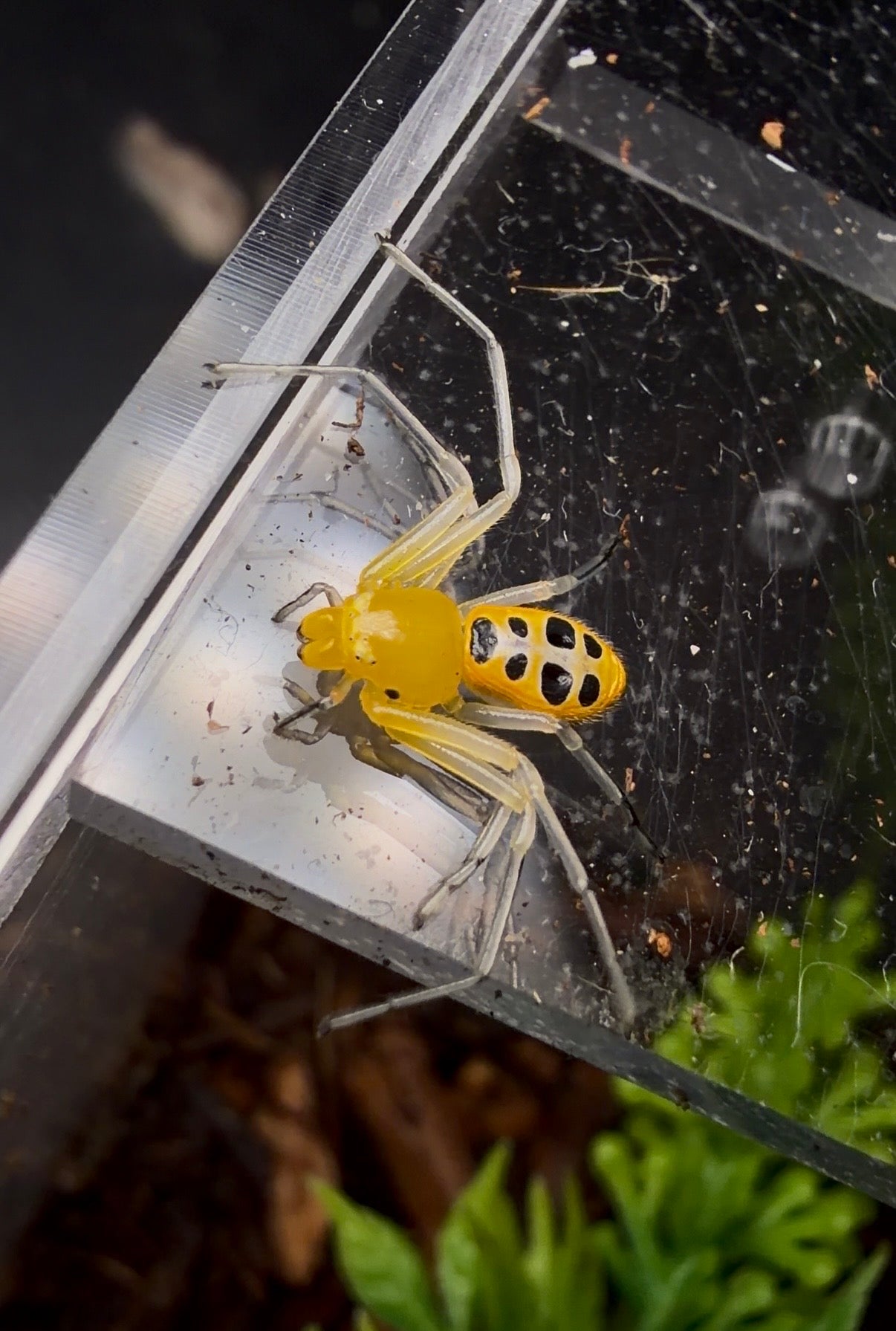 Yellow spider on a glass surface with a blurred background