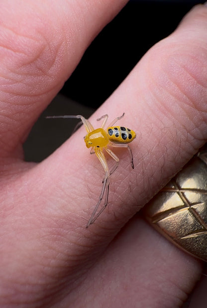 Small yellow Pikachu spider on a person's finger with a close-up view