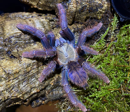 Phormingochilus sp. Sabah Blue – Sabah Blue Earth Tiger - Female For Sale