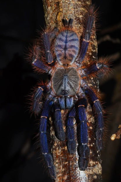 Phormingochilus sp. Sabah Blue – Sabah Blue Earth Tiger - Female For Sale