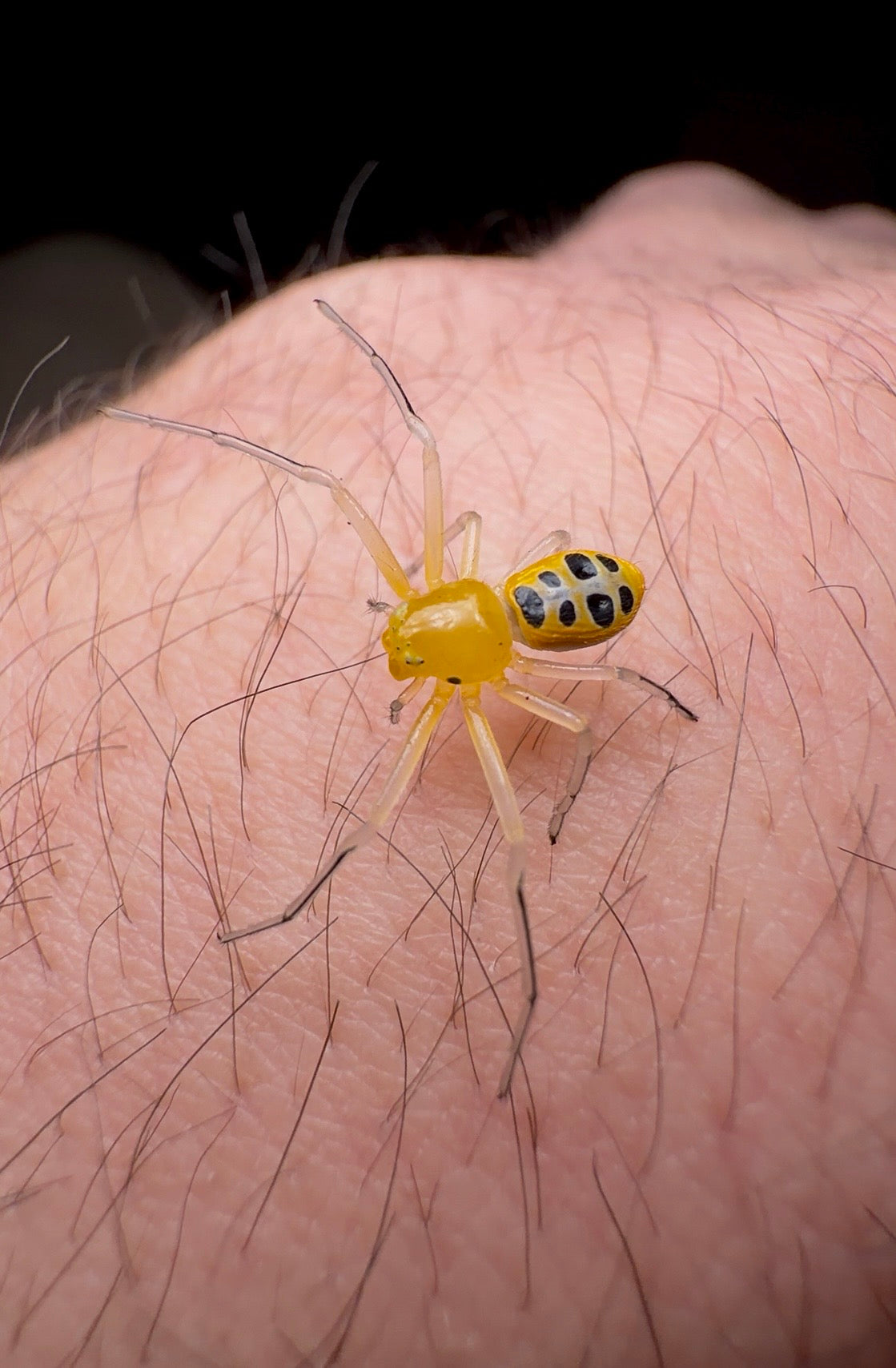 Close up shot of yellow eight legged crab spider juvenile on hand 