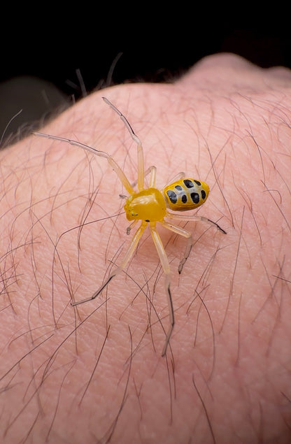 Close up shot of yellow eight legged crab spider juvenile on hand 