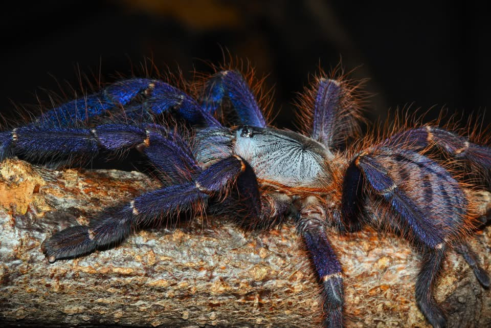 Phormingochilus sp. Sabah Blue – Sabah Blue Earth Tiger - Female For Sale