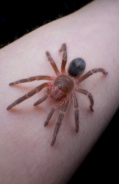 Grammostola pulchripes - Chaco Golden Knee Tarantula - For sale