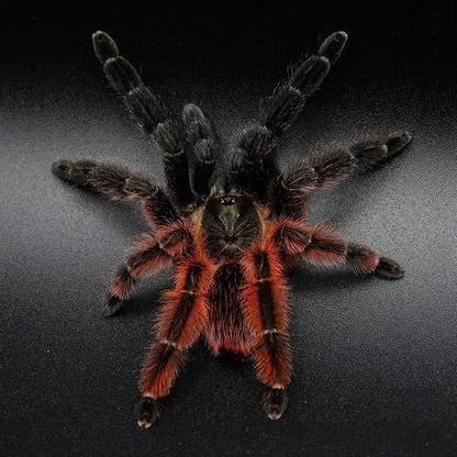 Psalmopoeus victori - Mexican Half & Half / Darth Maul Tarantula - For Sale