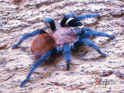 Bonnetina tanzeri - Mexican Sunset Tarantula - For Sale!