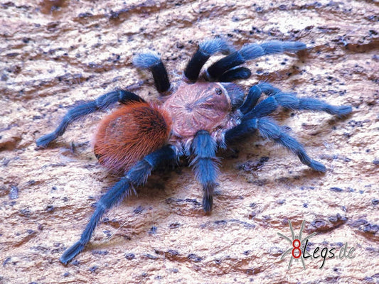 Bonnetina tanzeri - Mexican Sunset Tarantula - For Sale!