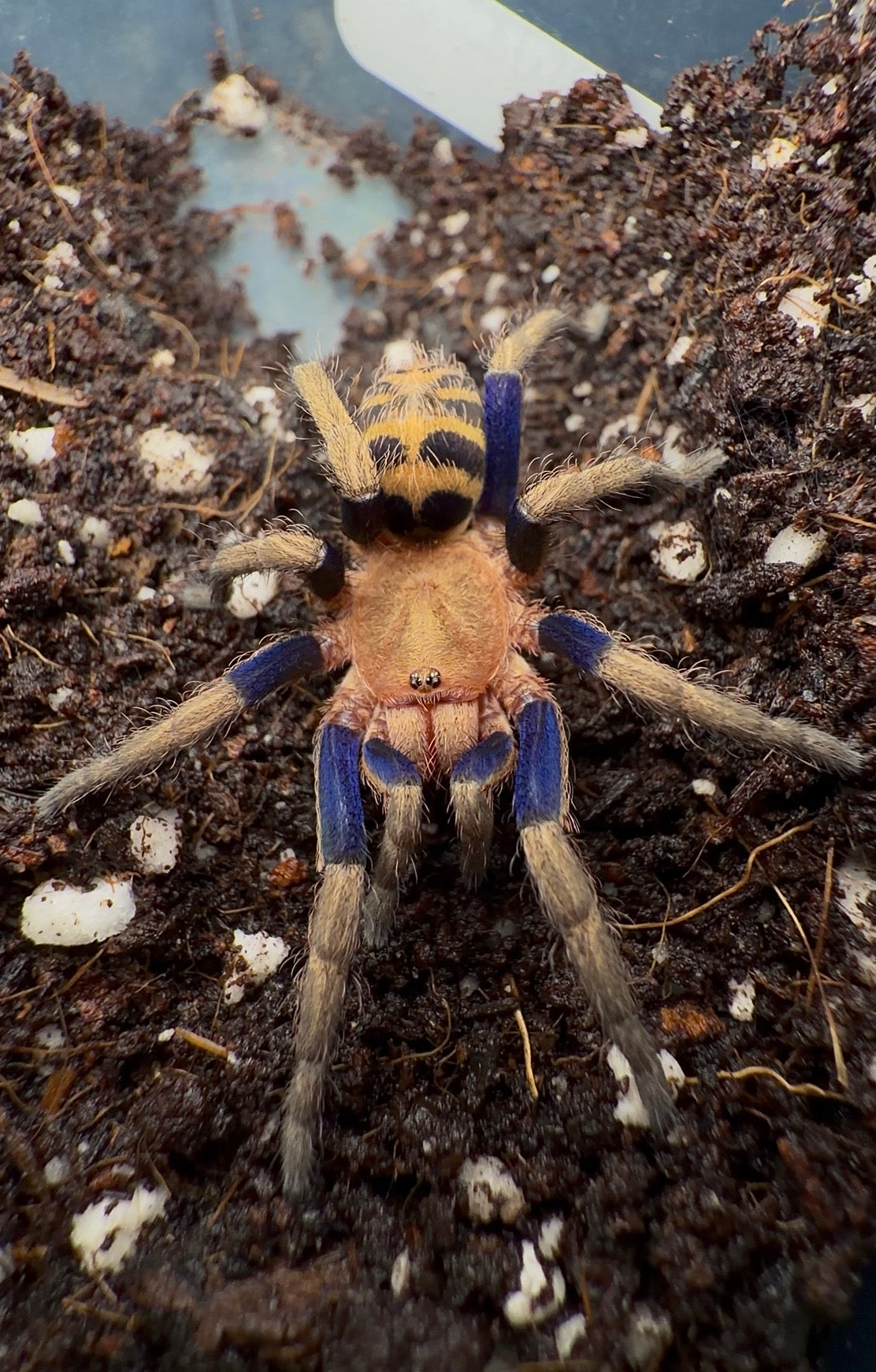 Best Tarantulas for Handling – Page 5 – Westside Tarantulas