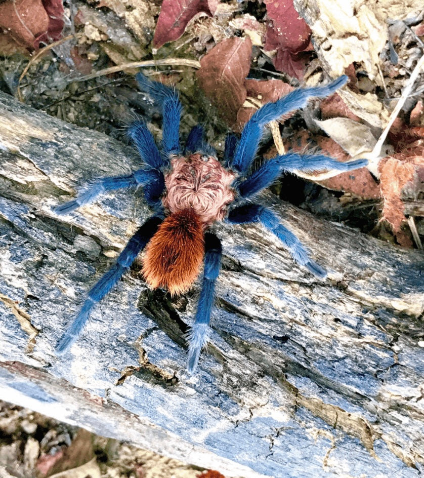 Bonnetina tanzeri - Mexican Sunset Tarantula - For Sale!