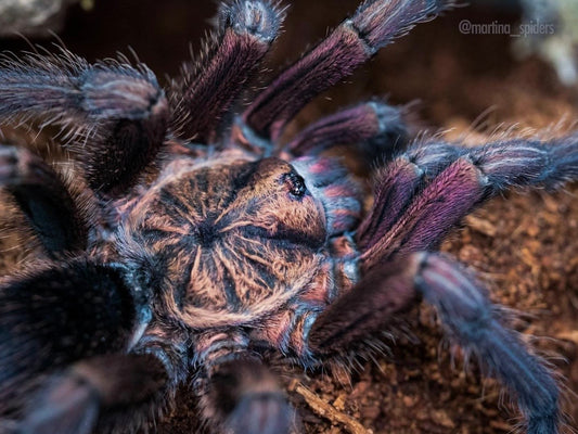 Phormictopus atrichomatus – Goliath Pink Bird Eater - Female For Sale!
