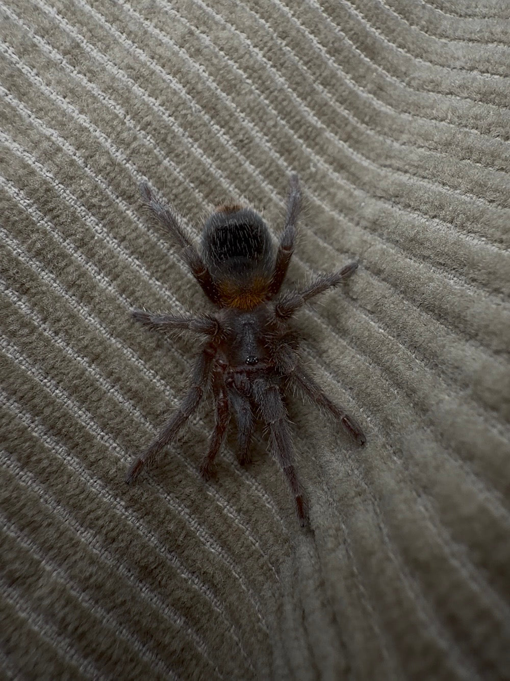 Hoemmeoma chilensis juvenile female tarantula for sale 