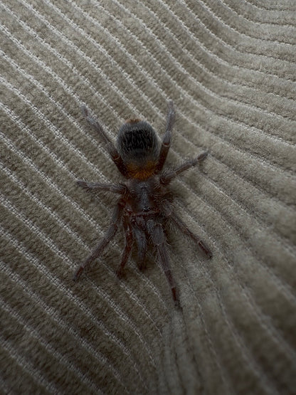 Hoemmeoma chilensis juvenile female tarantula for sale 