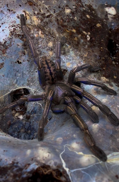 Melopoeus albostriatus – Thai Purple Zebra Tarantula - Female For Sale!