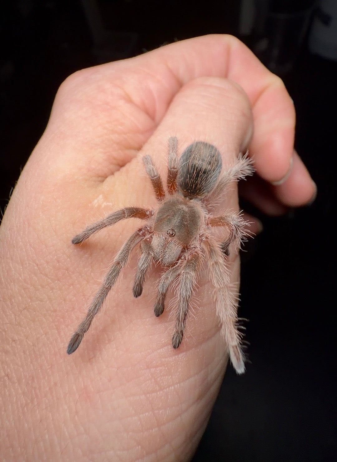 Grammostola porteri - Chilean Blue Rose - (Los Andes Locale) - For Sale