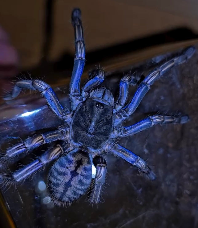 Melopoeus albostriatus – Thai Purple Zebra Tarantula - Female For Sale!