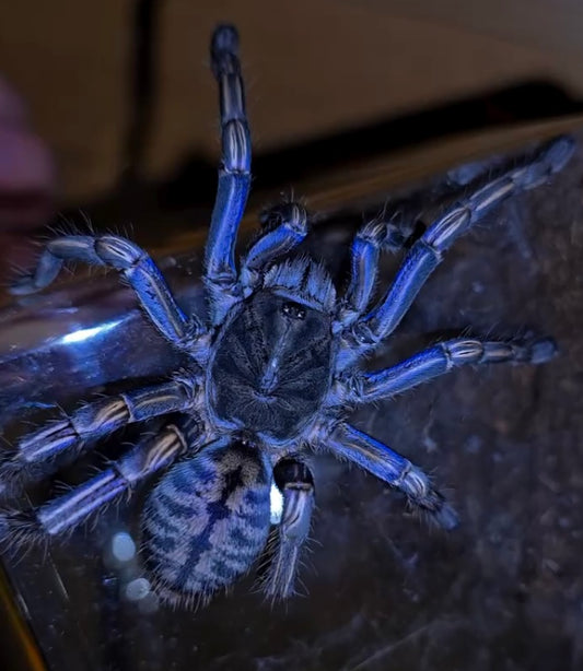 Melopoeus albostriatus – Thai Purple Zebra Tarantula - Female For Sale!