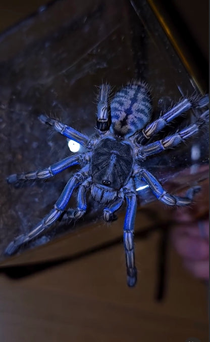 Melopoeus albostriatus – Thai Purple Zebra Tarantula - Female For Sale!