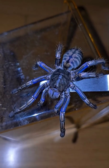 Melopoeus albostriatus – Thai Purple Zebra Tarantula - Female For Sale!