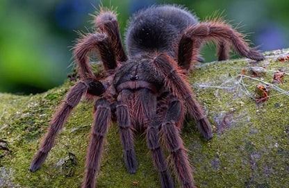 Grammostola anthracina – Tawny Red Bird Eater - 1.1 Pair For Sale!