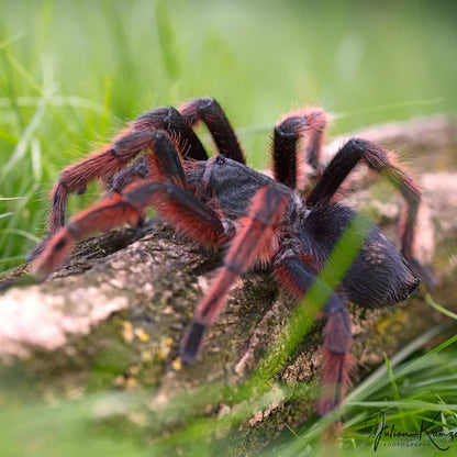 Grammostola anthracina – Tawny Red Bird Eater - 1.1 Pair For Sale!
