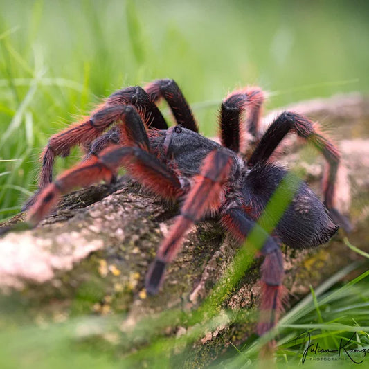 Grammostola anthracina – Tawny Red Bird Eater - 1.1 Pair For Sale!