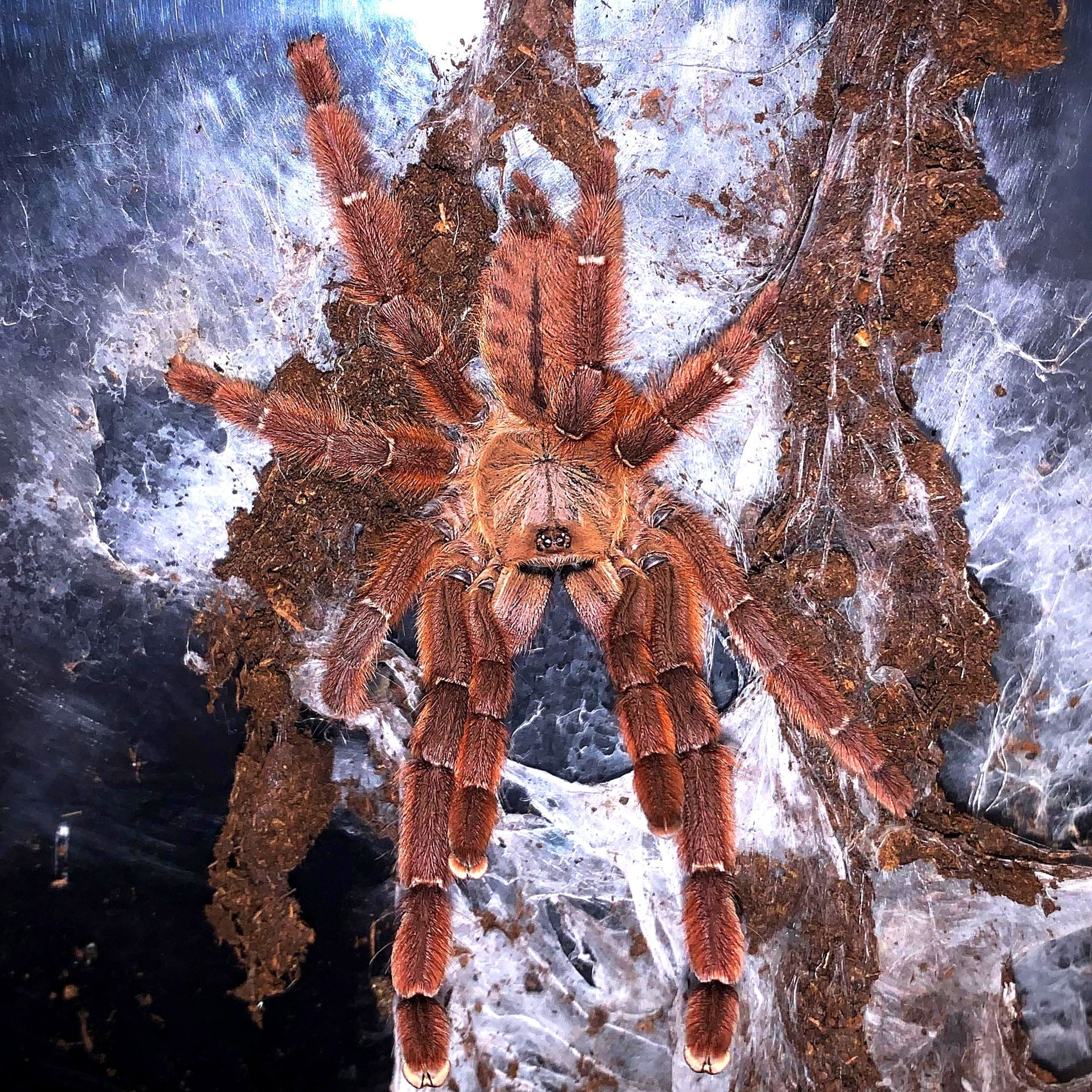 Old World Tarantulas – Page 2 – Westside Tarantulas