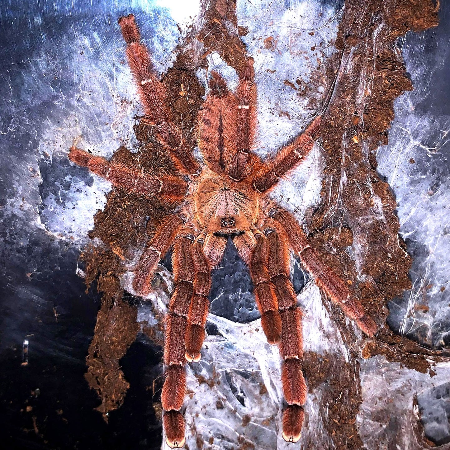 Aspinochilus rufus – Peach Earth Tiger Tarantula - Female For Sale!