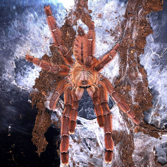 Aspinochilus rufus – Peach Earth Tiger Tarantula - Female For Sale!