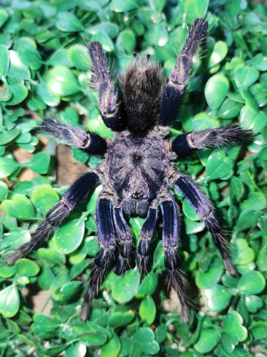 Theraphosidae sp. Azul – The Peruvian Jeweled Azul Tarantula - EXTREMELY RARE!