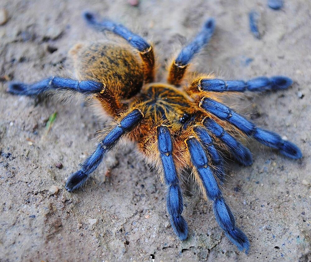 Harpactira pulchripes - Golden Blue Legged Baboon - For Sale!
