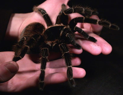 Lasiodora parahybana – Salmon Pink Bird Eater - Female For Sale
