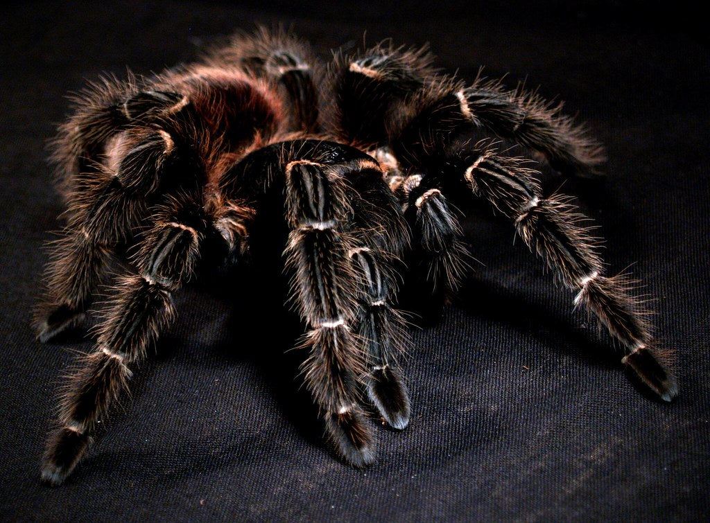 Lasiodora parahybana – Salmon Pink Bird Eater - Female For Sale