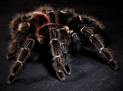 Lasiodora parahybana – Salmon Pink Bird Eater - Female For Sale