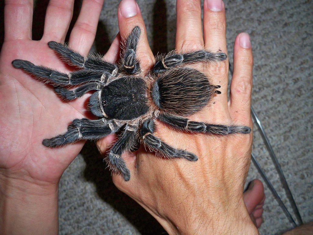 Lasiodora parahybana – Salmon Pink Bird Eater - Female For Sale