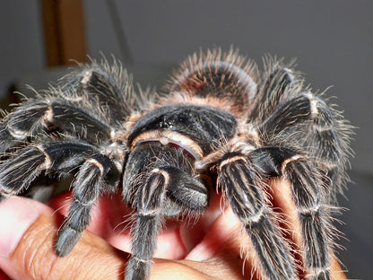 Lasiodora parahybana – Salmon Pink Bird Eater - Female For Sale