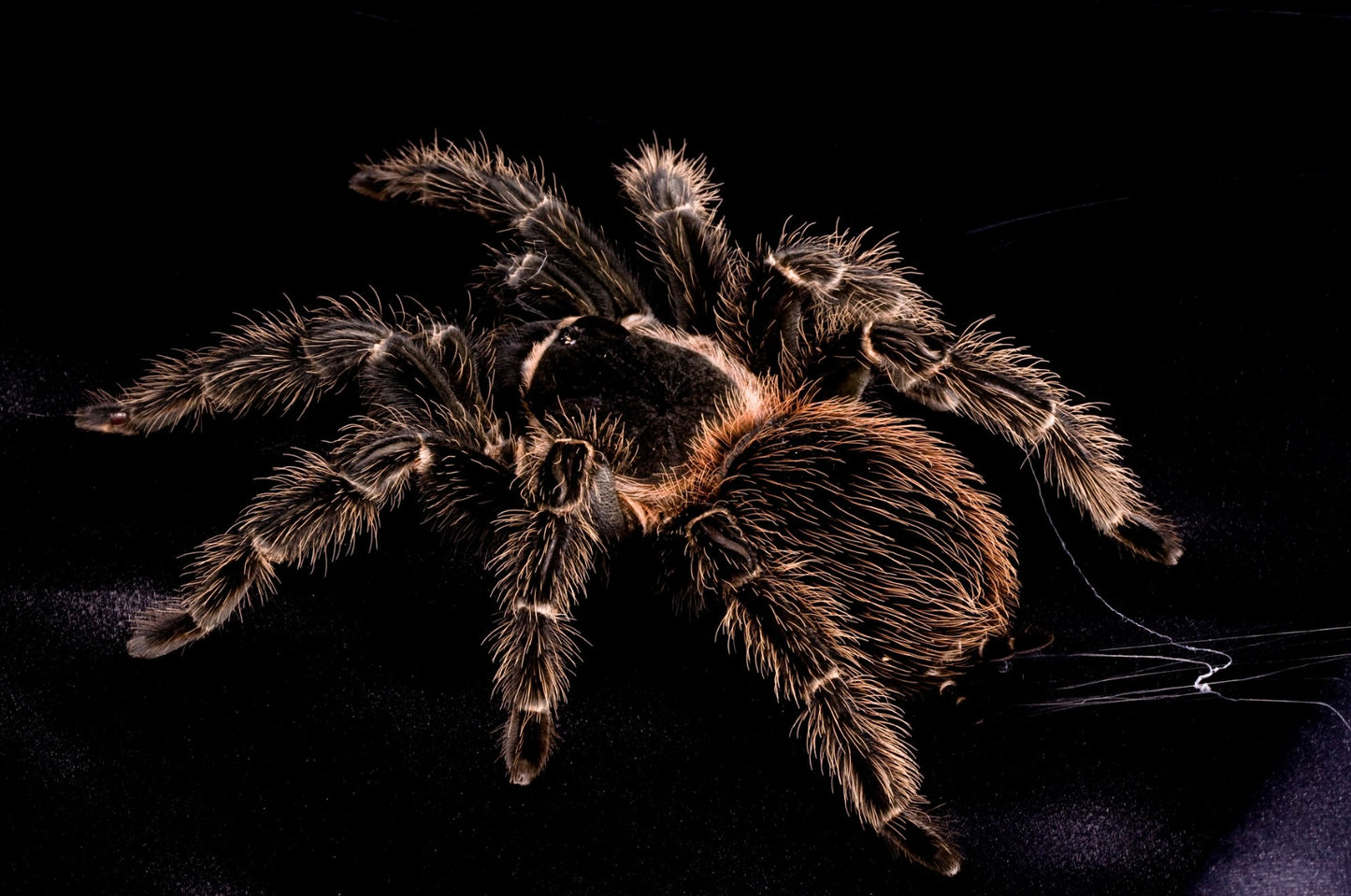 Lasiodora parahybana – Salmon Pink Bird Eater - Female For Sale