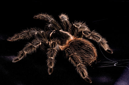 Lasiodora parahybana – Salmon Pink Bird Eater - Female For Sale