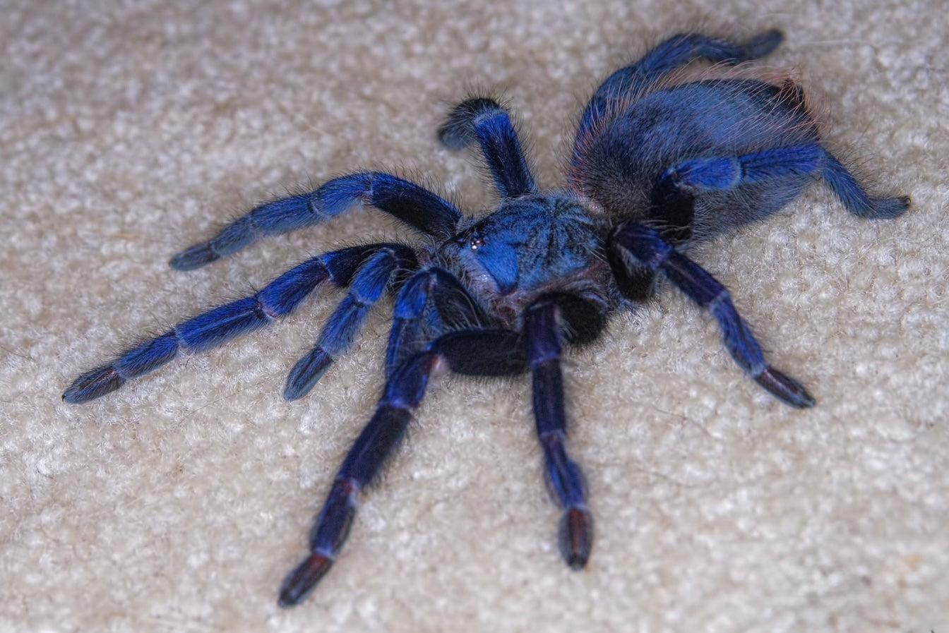 Lasiocyano sazimai – Brazilian Blue Tarantula - 1.1 Pair For Sale!