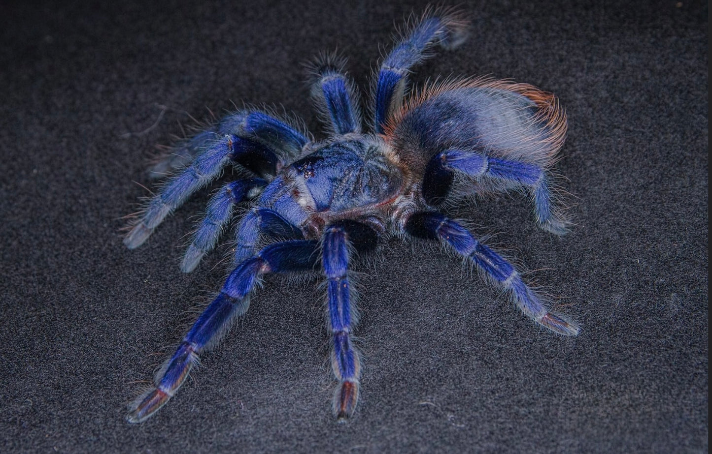 Lasiocyano sazimai – Brazilian Blue Tarantula - 1.1 Pair For Sale!
