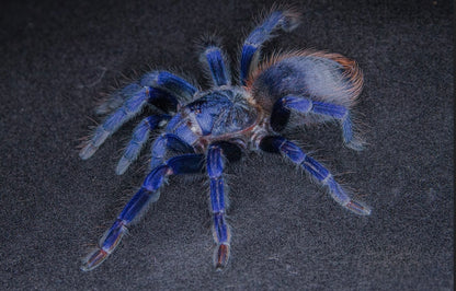 Lasiocyano sazimai – Brazilian Blue Tarantula - 1.1 Pair For Sale!