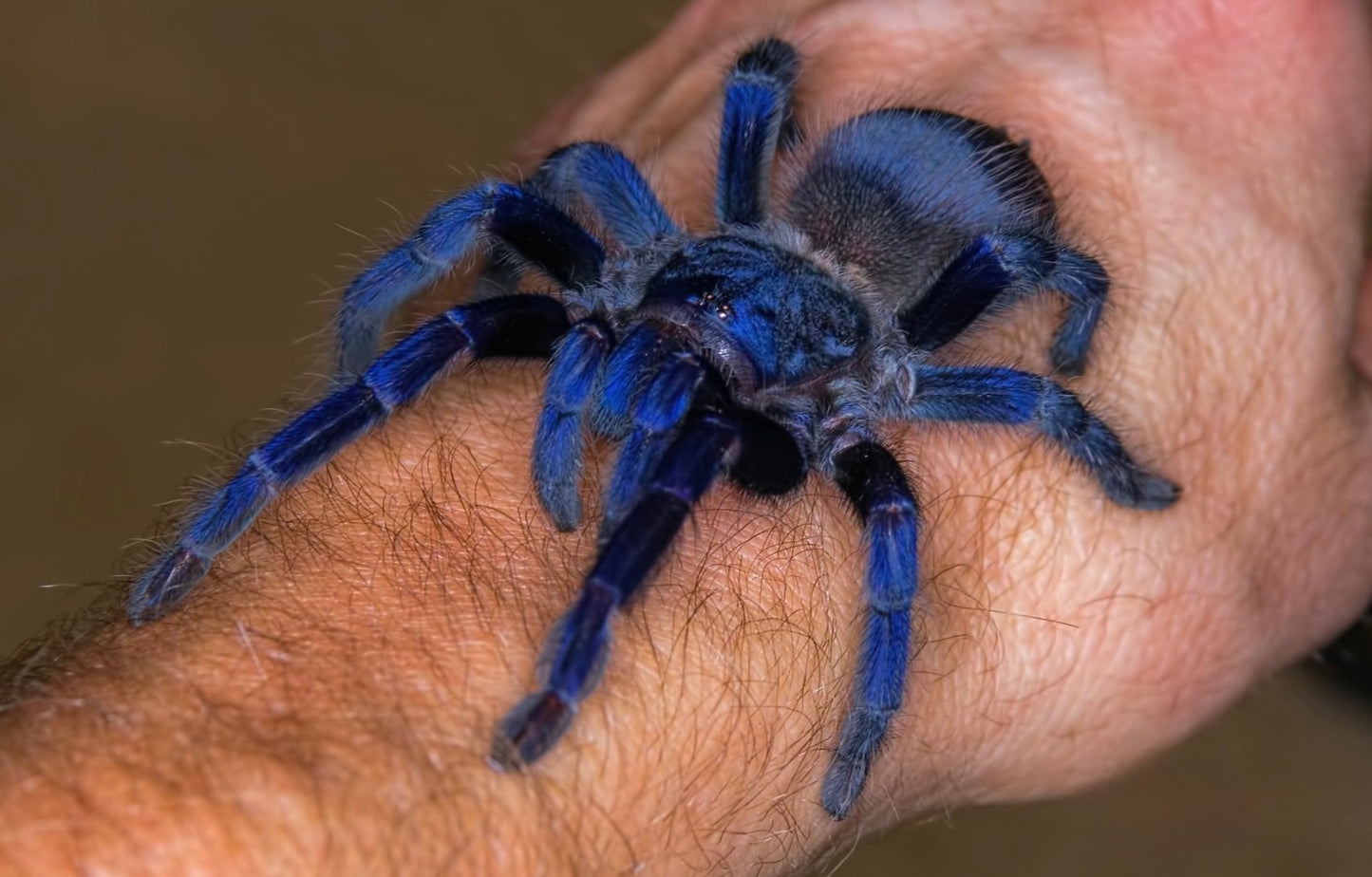 Lasiocyano sazimai – Brazilian Blue Tarantula - 1.1 Pair For Sale!