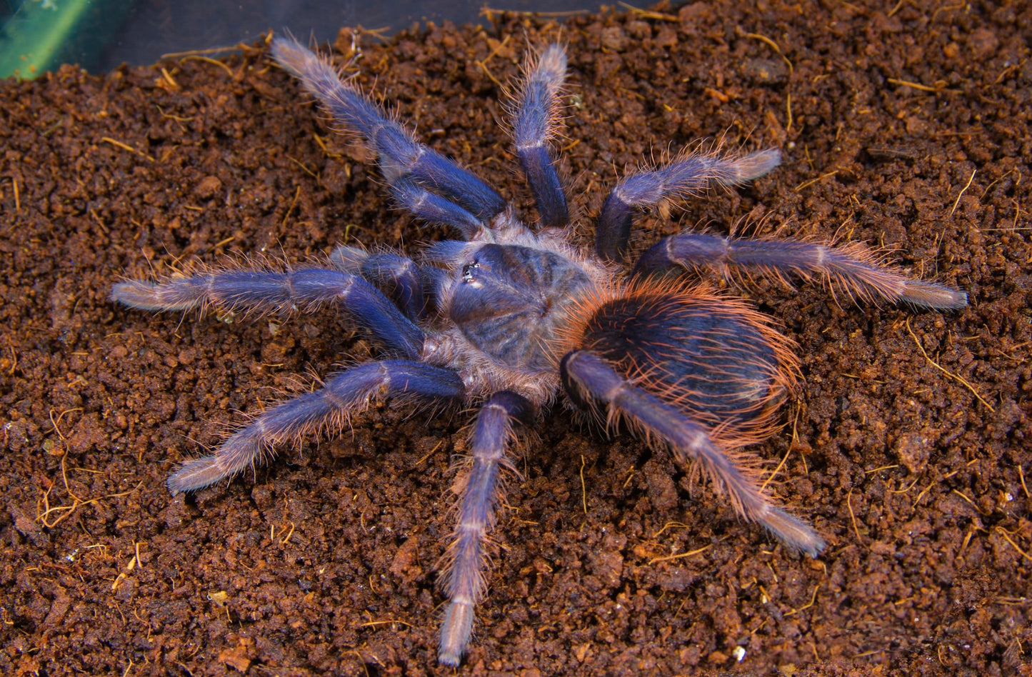 Lasiocyano sazimai – Brazilian Blue Tarantula - 1.1 Pair For Sale!
