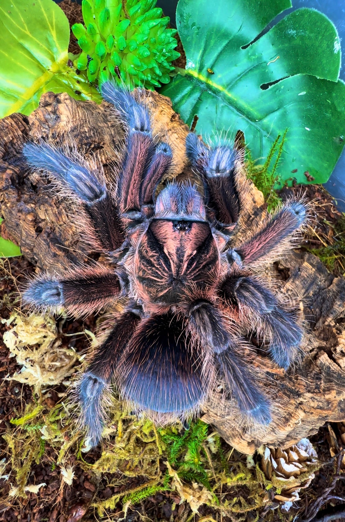 Female Tarantulas – Page 5 – Westside Tarantulas